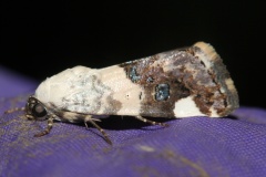 Acontia areli (Travels &raquo; US Trip 2: Cheyenne Epic &raquo; Animals &raquo; Insects &raquo; Butterfies and Moths &raquo; Noctuidae)