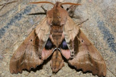 Paonias excaecatus (Podróże &raquo; USA: Epopeja Czejeńska &raquo; Zwierzęta &raquo; Owady &raquo; Motyle i ćmy &raquo; Sphingidae)