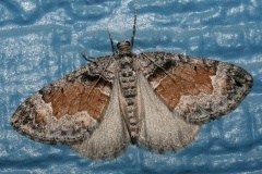 Dysstroma formosa (Podróże &raquo; USA: Epopeja Czejeńska &raquo; Zwierzęta &raquo; Owady &raquo; Motyle i ćmy &raquo; Geometridae)