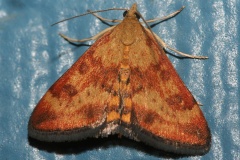 Pyrausta insequalis (Podróże &raquo; USA: Epopeja Czejeńska &raquo; Zwierzęta &raquo; Owady &raquo; Motyle i ćmy &raquo; Crambidae)