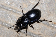 Beetle (Podróże &raquo; USA: Epopeja Czejeńska &raquo; Zwierzęta &raquo; Owady &raquo; Chrząszcze)