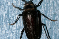 Prionus imbricornis (Podróże &raquo; USA: Epopeja Czejeńska &raquo; Zwierzęta &raquo; Owady &raquo; Chrząszcze)