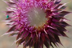 Carduus nutans (Podróże &raquo; USA: Epopeja Czejeńska &raquo; Rośliny)