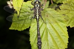 Gomphus vulgatissimus (Animals &raquo; Insects &raquo; Dragonflies)
