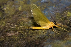 IMG_1037 (Zwierzęta &raquo; Owady)