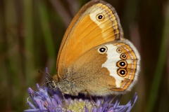 Coenonympha arcania (Animals &raquo; Insects &raquo; Butterfies and Moths &raquo; Nymphalidae)