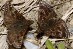 Erynnis tages (Zwierzęta &raquo; Owady &raquo; Motyle i ćmy)