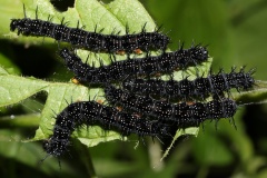 Inachis io larvae (Animals &raquo; Insects &raquo; Butterfies and Moths &raquo; Nymphalidae)