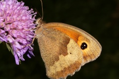 Maniola jurtina ♀ (Zwierzęta &raquo; Owady &raquo; Motyle i ćmy &raquo; Nymphalidae)