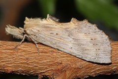 Pterostoma palpina (Animals &raquo; Insects &raquo; Butterfies and Moths)