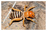 Jerusalem Cricket