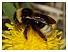 Bombus campestris